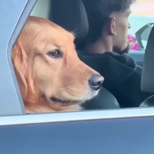Dog | cachorro  7