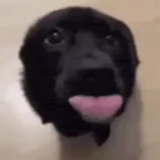 Dog | cachorro  10
