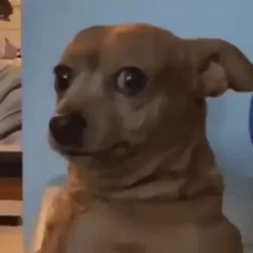 Dog | cachorro  3