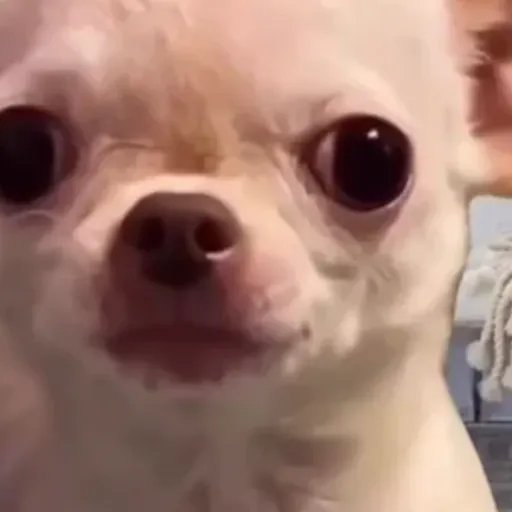 Dog | cachorro  2