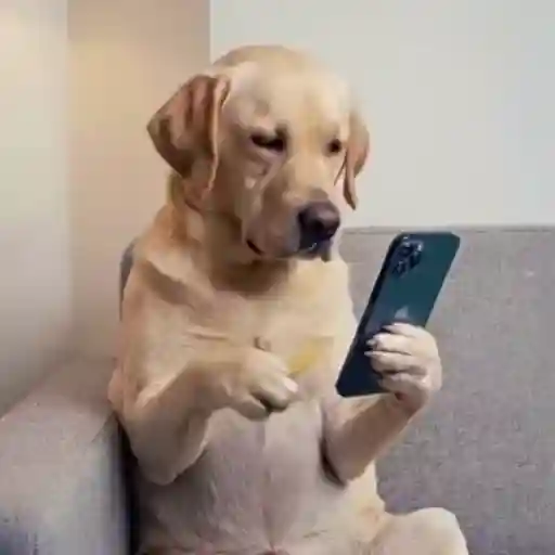 Dog | cachorro  6
