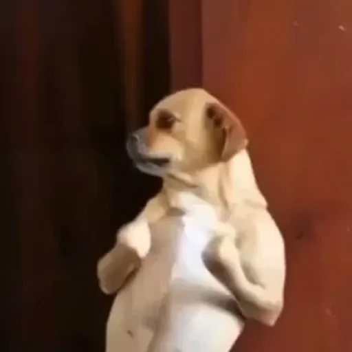 Dança | dance | dancinha 10