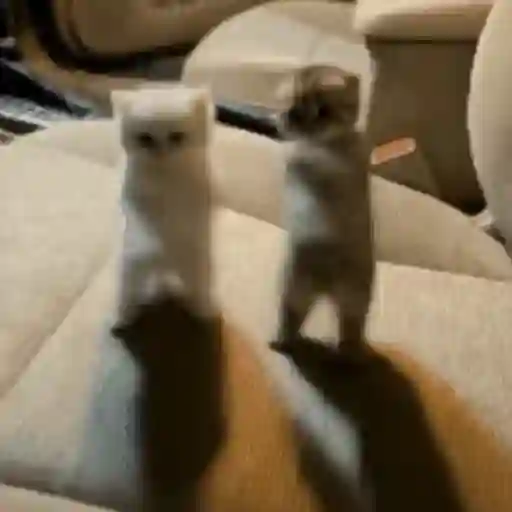 Dança | dance | dancinha 6