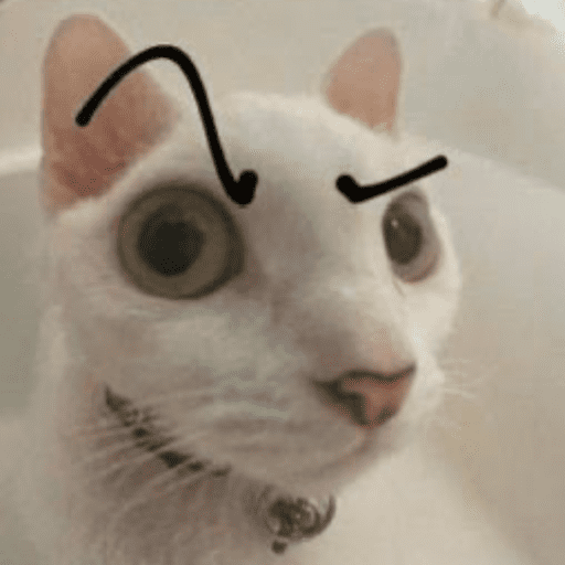 Memes de gato | cat 🐈 11
