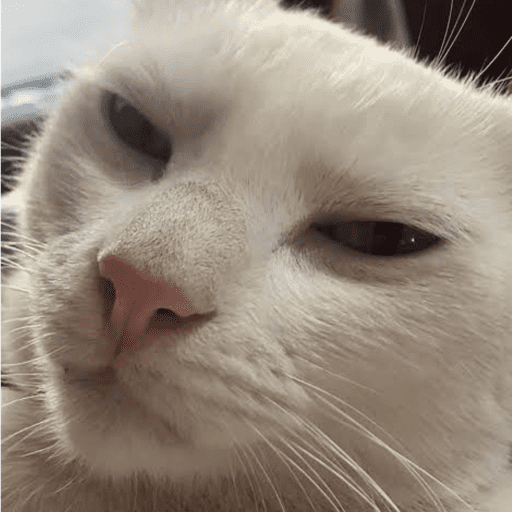 Memes de gato | cat 🐈 13