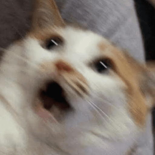Memes de gato | cat 🐈 17