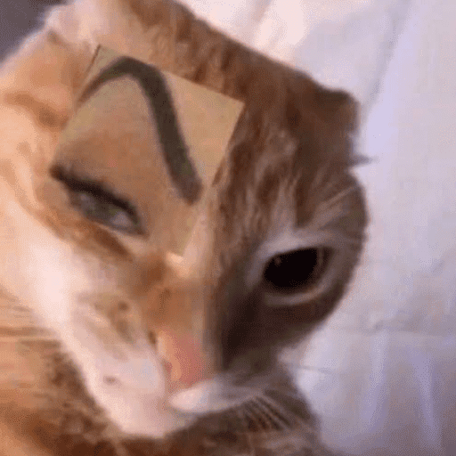 Memes de gato | cat 🐈 15