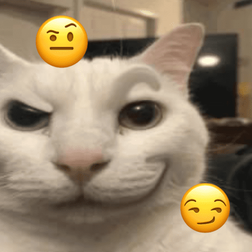 Memes de gato | cat 🐈 10
