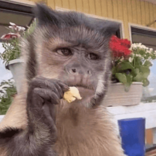Macaco | macaquinho | mono  10