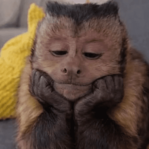 Macaco | macaquinho | mono  2