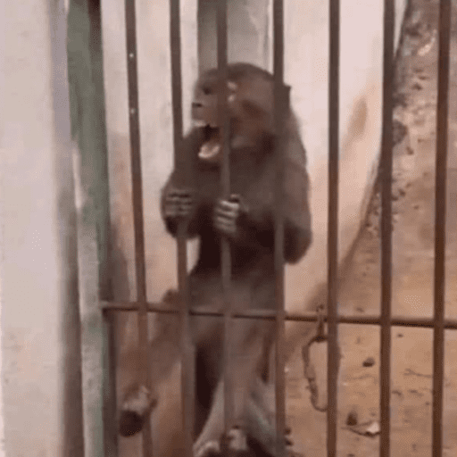 Macaco | macaquinho | mono  6