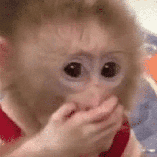 Macaco | macaquinho | mono  16