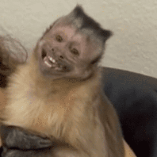 Macaco | macaquinho | mono  8