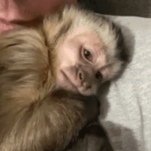 Macaco | macaquinho | mono  4
