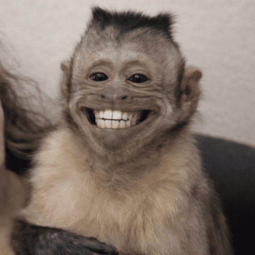Macaco | macaquinho | mono  12
