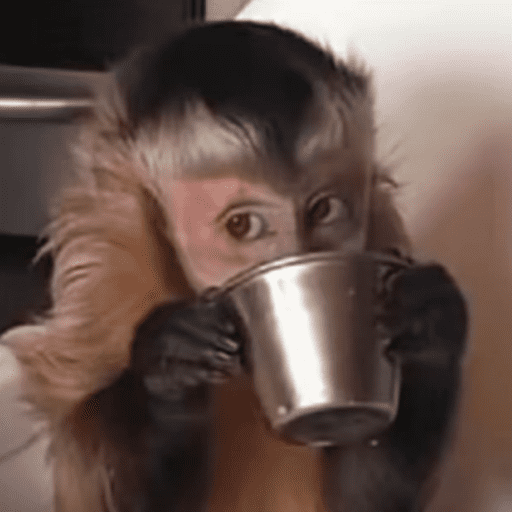 Macaco | macaquinho | mono  14
