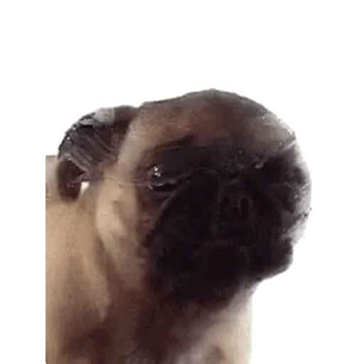 Nuevo  3