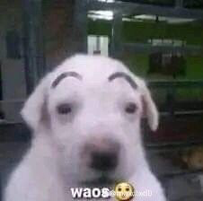 Memes papulinses 2