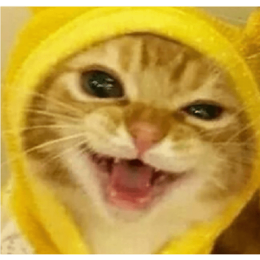 Kucing 3