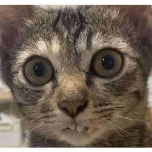 Kucing 2