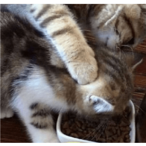 Kucing 4