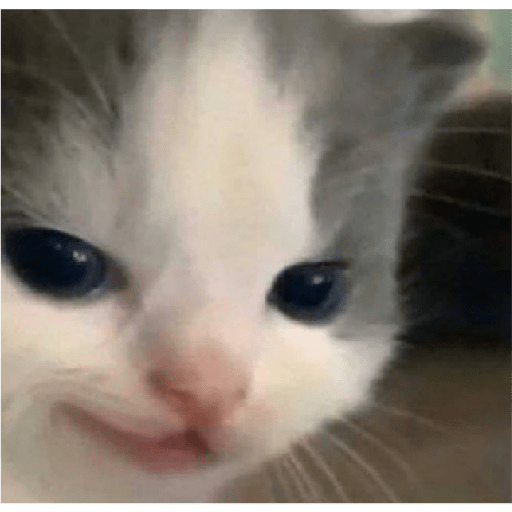 Kucing 8
