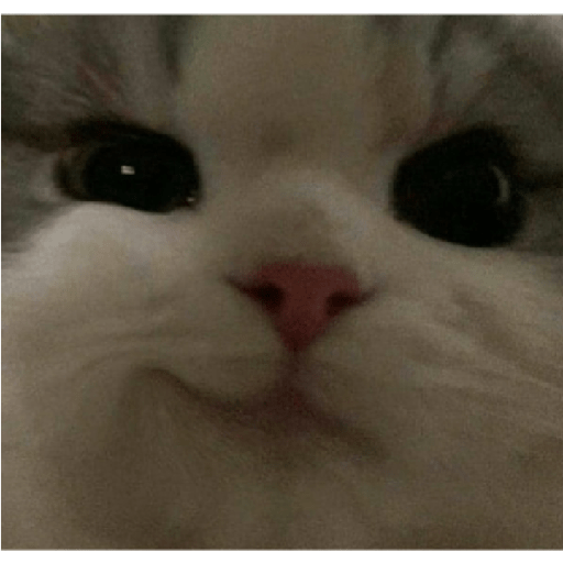 Kucing 9