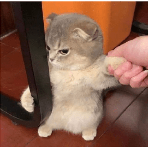 Kucing 5