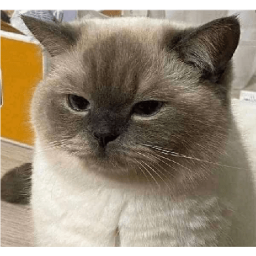 Kucing 1