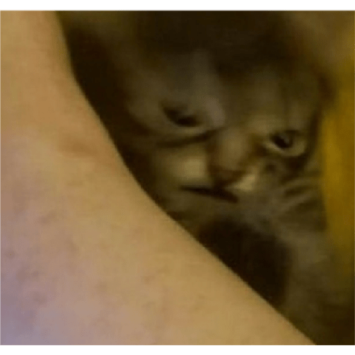 Kucing 10