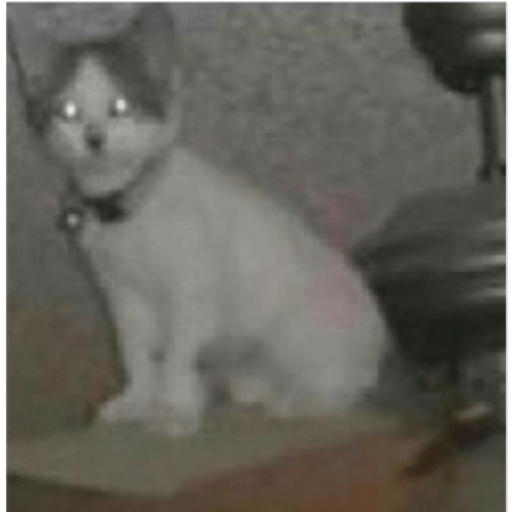 Kucing 13