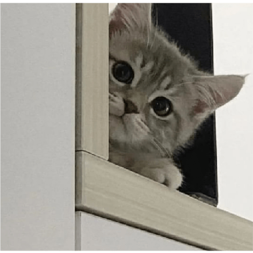 Kucing 7