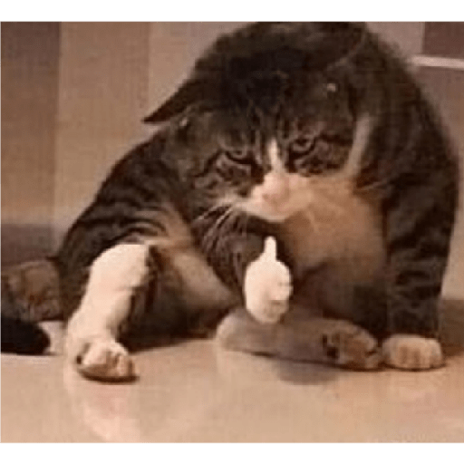 Kucing 11