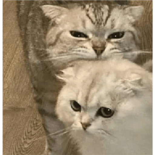 Kucing 12