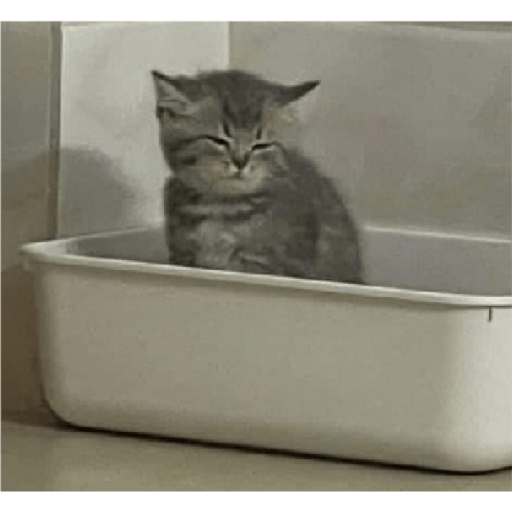 Kucing 6