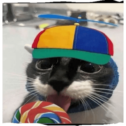 Pets