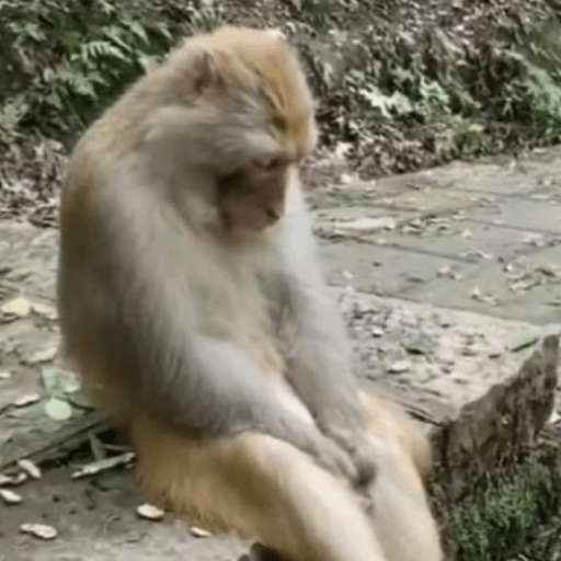 Memes macaquinhos 13