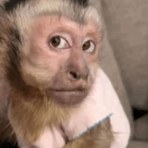 Memes macaquinhos 6