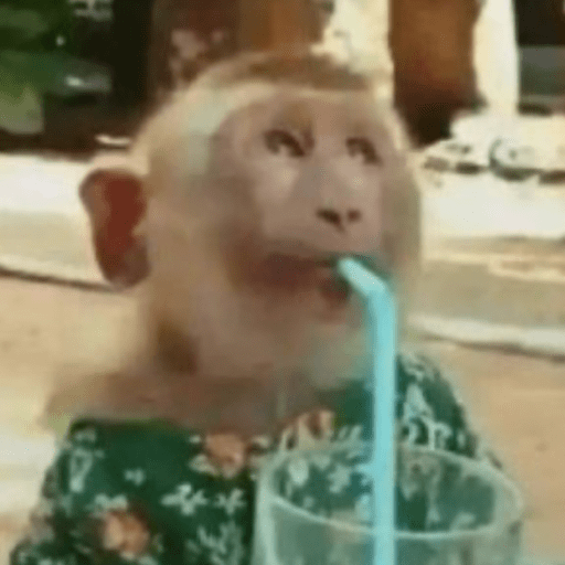 Memes macaquinhos 12