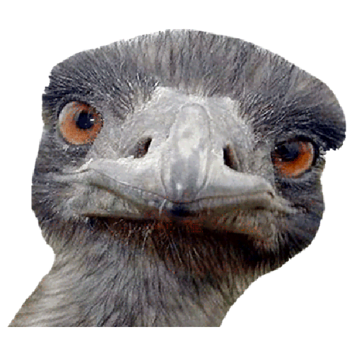 Ostrich Animal sticker