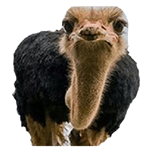 Ostrich Animal sticker