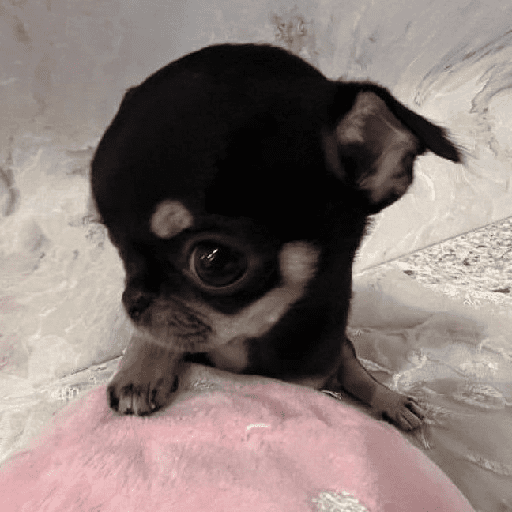 ﹕Ꮺ﹐Puppys ᰍ🐶﹒ 1