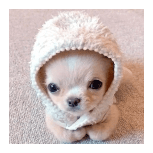 ﹕Ꮺ﹐Puppys ᰍ🐶﹒ 2