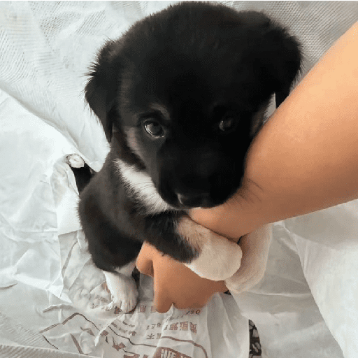 ﹕Ꮺ﹐Puppys ᰍ🐶﹒ 4