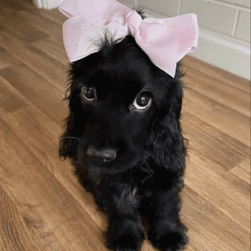 ﹕Ꮺ﹐Puppys ᰍ🐶﹒ 5