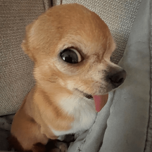﹕Ꮺ﹐Puppys ᰍ🐶﹒ 6