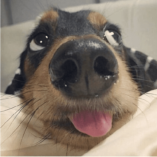 ﹕Ꮺ﹐Puppys ᰍ🐶﹒ 7