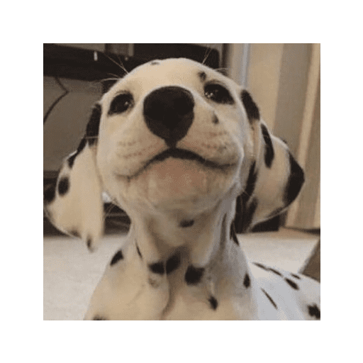 ﹕Ꮺ﹐Puppys ᰍ🐶﹒ 8