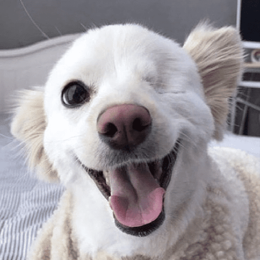 ﹕Ꮺ﹐Puppys ᰍ🐶﹒ 9