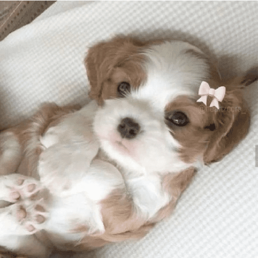 ﹕Ꮺ﹐Puppys ᰍ🐶﹒ 10